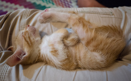 Clicking On Kittens Will Actually Make You More Productive