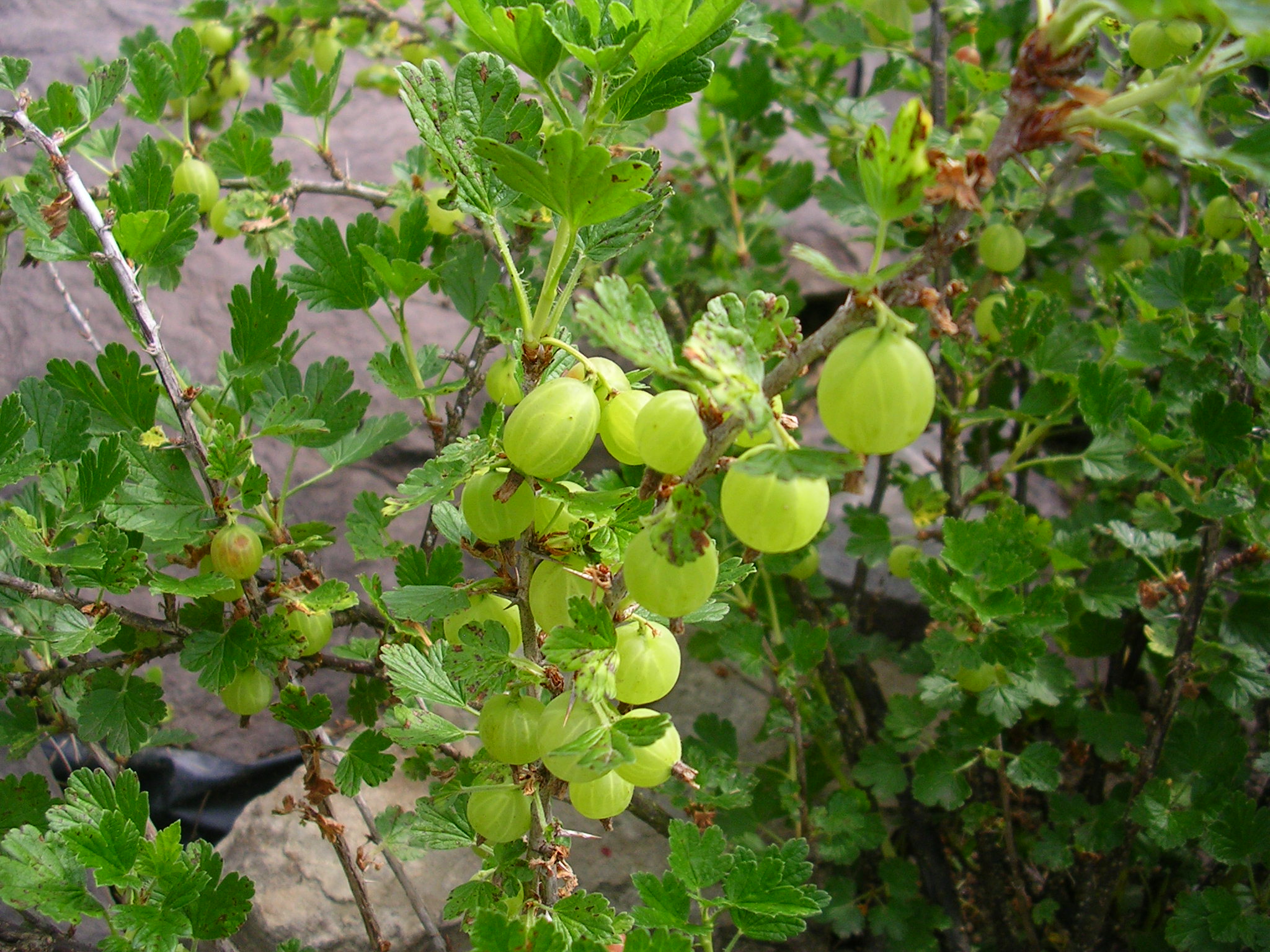 gooseberries-ripening.jpg